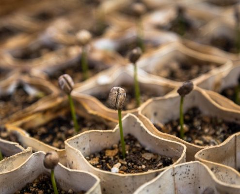 compost nourrir plantes